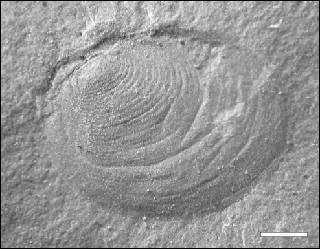 Estheriellites zavattieriae holotipo IANIGLA-PI 2985