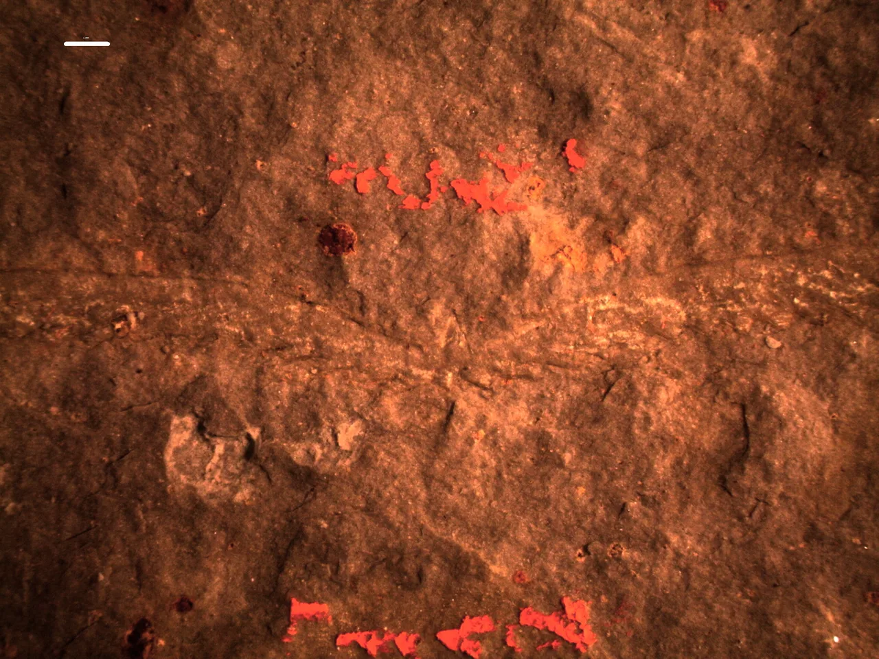 Expansograptus latus (Hall, 1907)