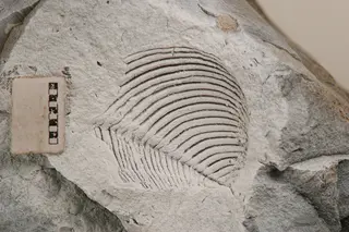 Frenguelliella chubutensis (Feruglio, 1934)