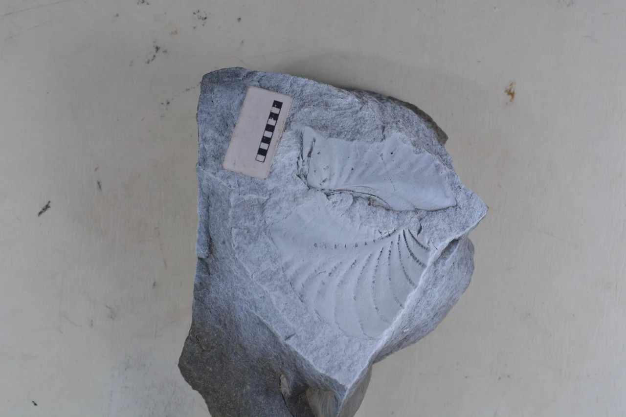 Promyophorella basoaltorum Echevarría, Damborenea & Manceñido 2021