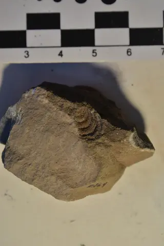 Promyophorella basoaltorum Echevarría, Damborenea & Manceñido 2021