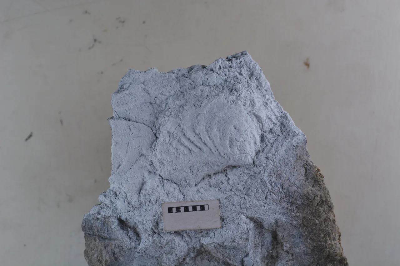 Promyophorella basoaltorum Echevarría, Damborenea & Manceñido 2021