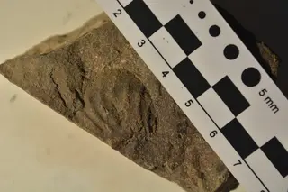 Promyophorella basoaltorum Echevarría, Damborenea & Manceñido 2021