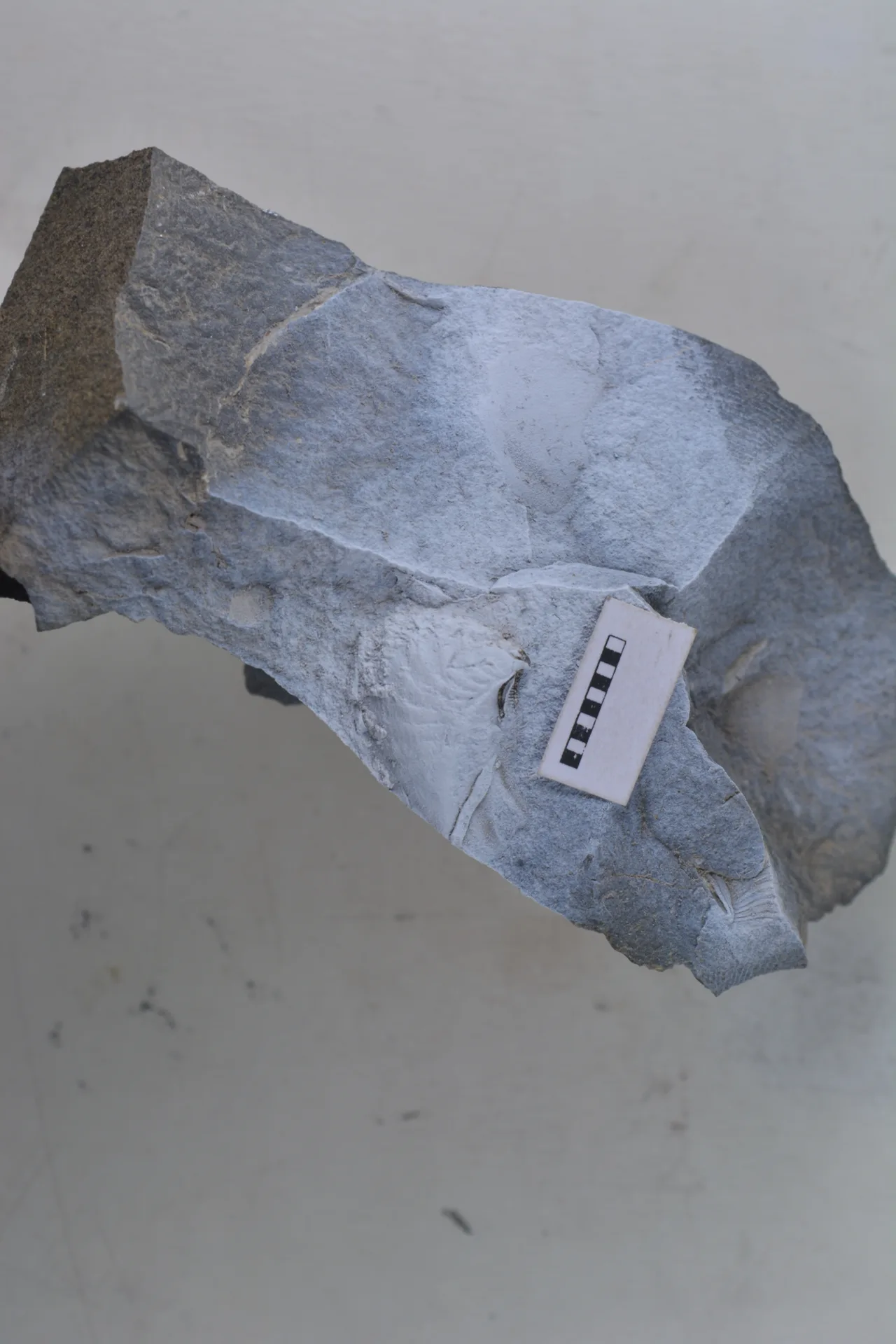 Promyophorella basoaltorum Echevarría, Damborenea & Manceñido 2021