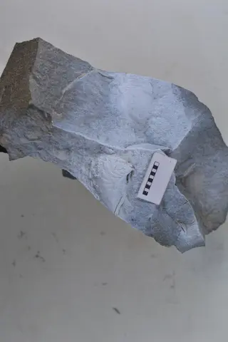 Promyophorella basoaltorum Echevarría, Damborenea & Manceñido 2021