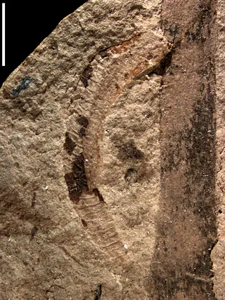Oothecichnus pensilis Cariglino, Lara & Zavattieri, 2020
