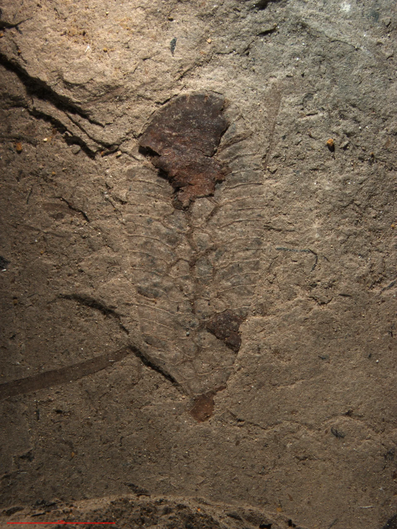 Oothecichnus duraznensis Cariglino, Lara & Zavattieri, 2020