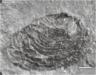 Challaolimnadiopsis mendozaensis Shen & Gallego (in Shen et al., 2001) emend.
