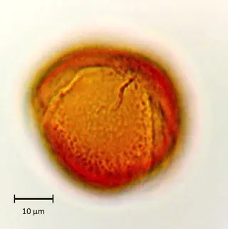 Spartium junceum