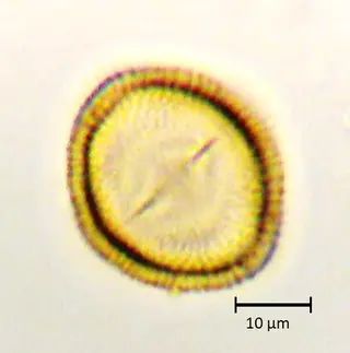 Ecuatorial 2