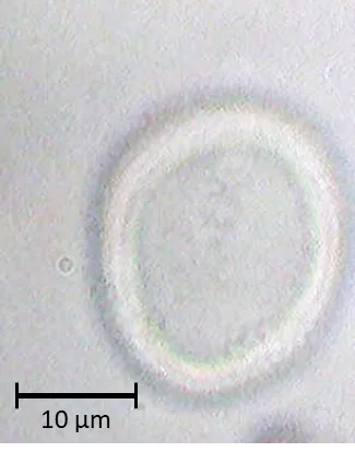 Platano orientalis