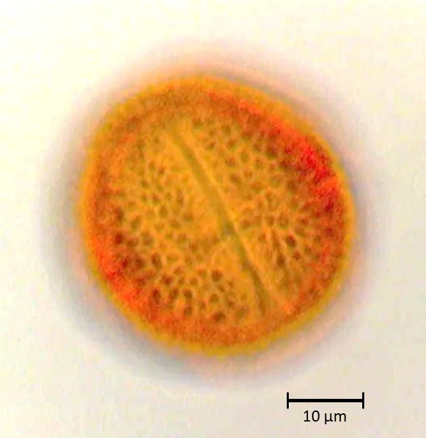 Citrus limon
