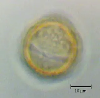 Ecuatorial 3
