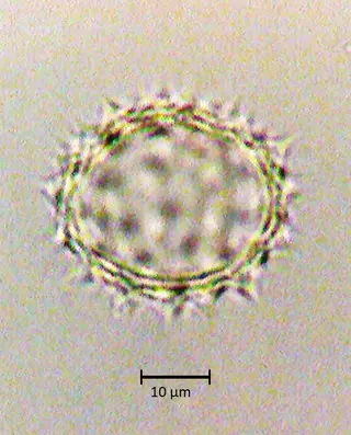 Ecuatorial 5