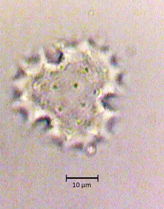 Polar 2