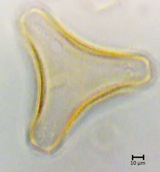 Ligaria cuneifolia