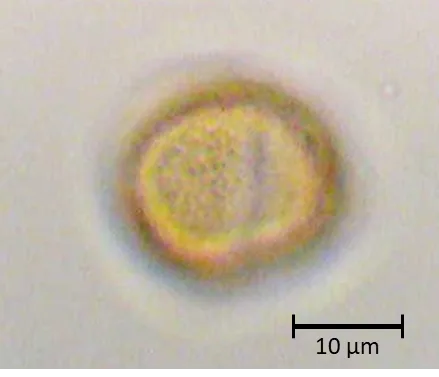 Tamarix gallica
