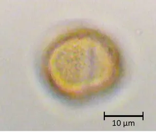 Tamarix gallica