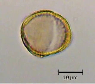 Ecuatorial 4