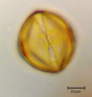 Ecuatorial 3
