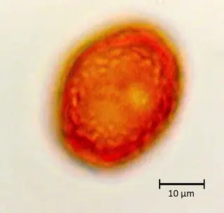 Ulmus minor