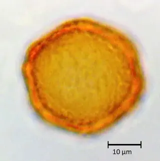 Polar 3