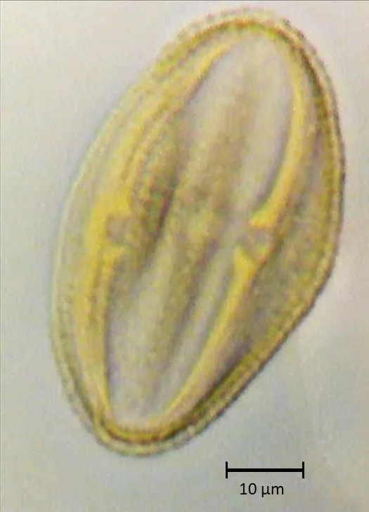 Prunus americana