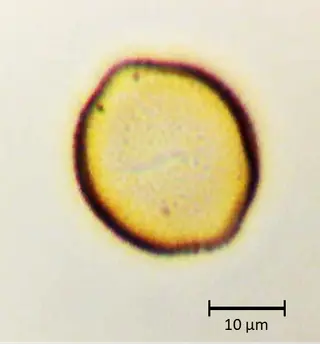 Ecuatorial 3