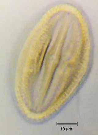 Ecuatorial 2