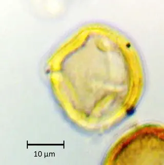 Schinus molle