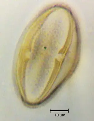 Ecuatorial 3