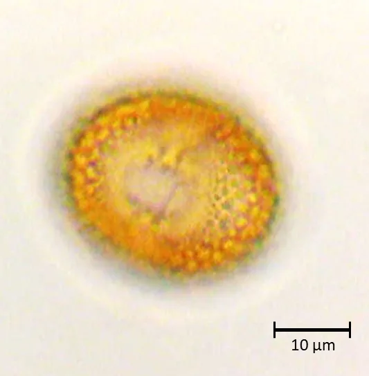 Olea europaea