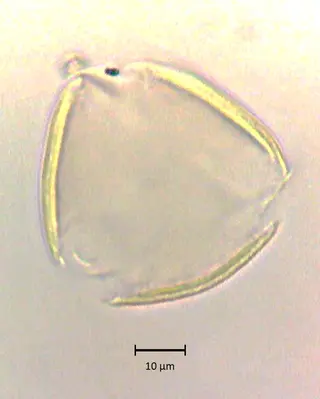 Polar 2