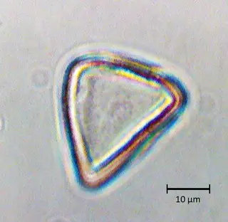 Polar 2