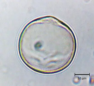 Ecuatorial 3