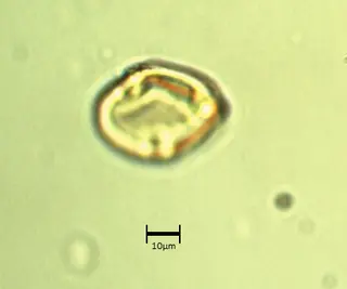 Ecuatorial 1