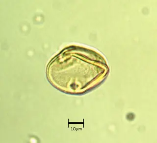 Ecuatorial 3