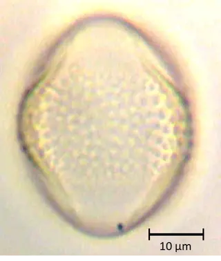 Ecuatorial 3