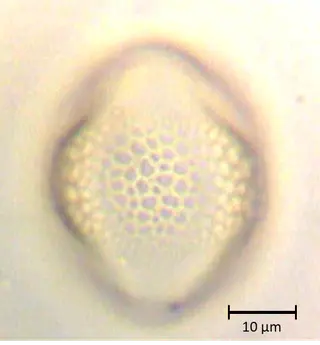 Ecuatorial 4