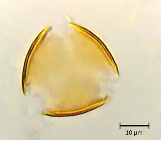 Handroanthus sp.