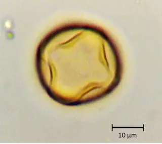 Ecuatorial 2