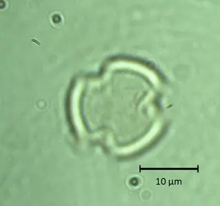 Ecuatorial 1