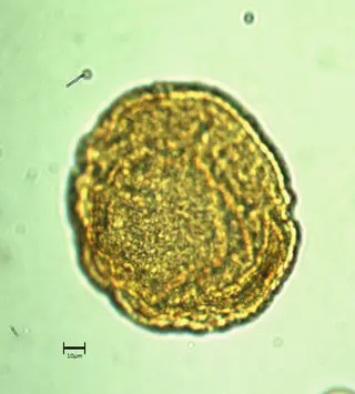 Ecuatorial 2