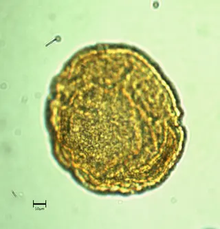 Ecuatorial 3