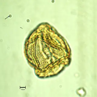 Polar 1