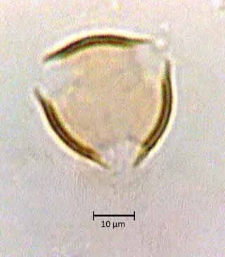 Polar 3