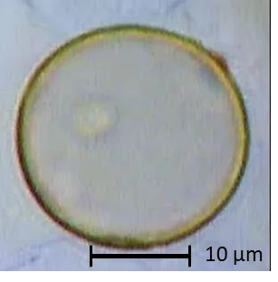 Hesperocyparis arizonica