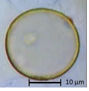 Hesperocyparis arizonica