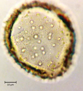 Ecuatorial 3
