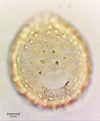Polar 2